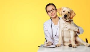 Denúncias Anônimas no CRMV: Invalidade e Estratégias de Impugnação